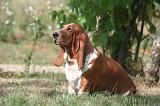 BASSET HOUND 189
